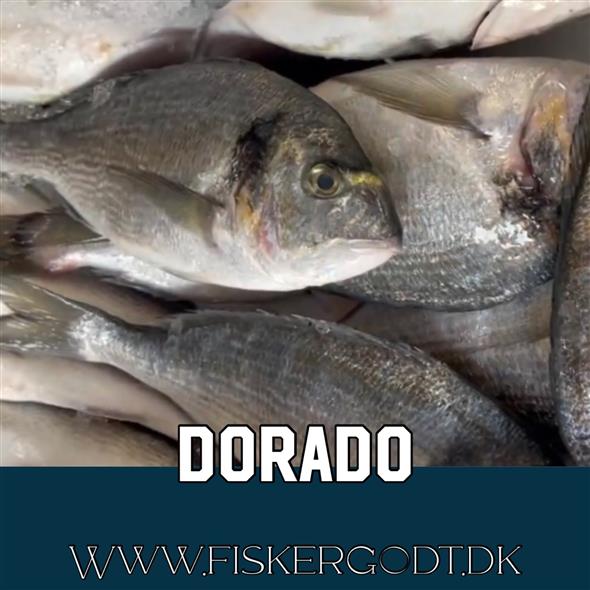 Dorado - 6000 g