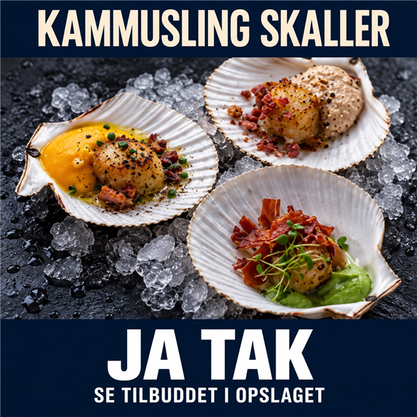 Kammusling skaller